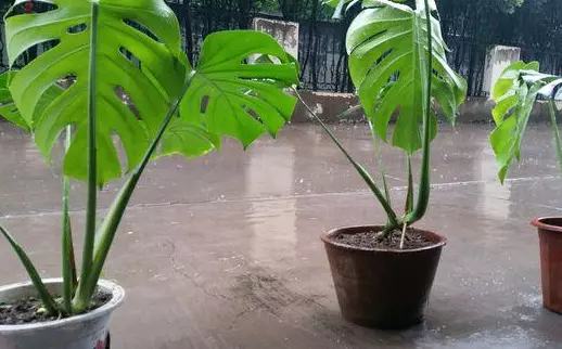 龙骨花卉什么季节截断合适(22)