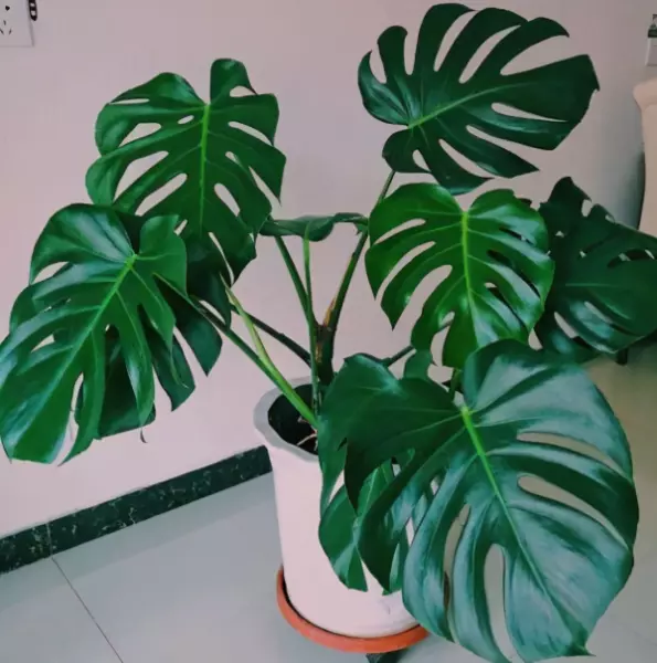 龙骨花卉什么季节截断合适(24)