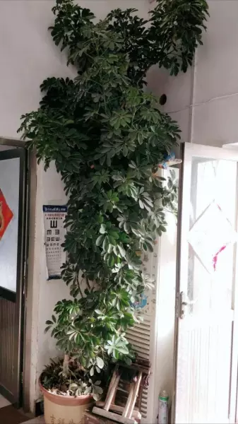 龙骨花卉什么季节截断合适(25)