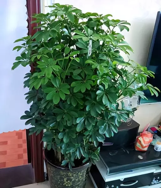 龙骨花卉什么季节截断合适(27)