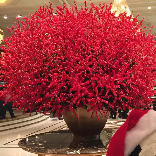 龙骨花卉什么季节截断合适(2)