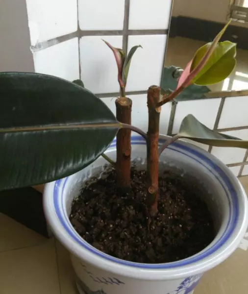 龙骨花卉什么季节截断合适(30)