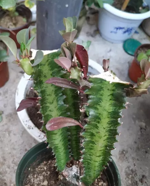 龙骨花卉什么季节截断合适(33)