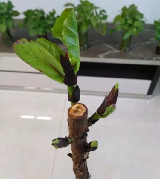 龙骨花卉什么季节截断合适(6)