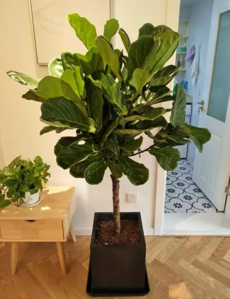 龙骨花卉什么季节截断合适(8)