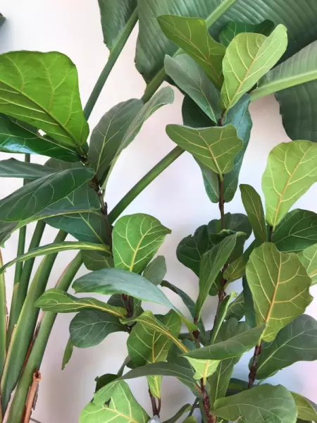 龙骨花卉什么季节截断合适(9)