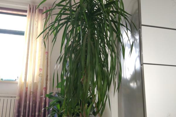 龙骨花卉什么季节截断合适.