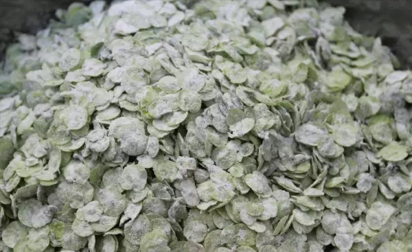 榆树花怎么做好吃又简单(6)
