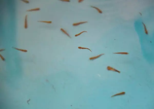 哲罗鱼是保护动物吗(2)