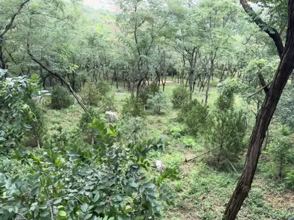 山乌桕是常绿还是落叶(2)