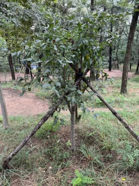 山乌桕是常绿还是落叶(3)