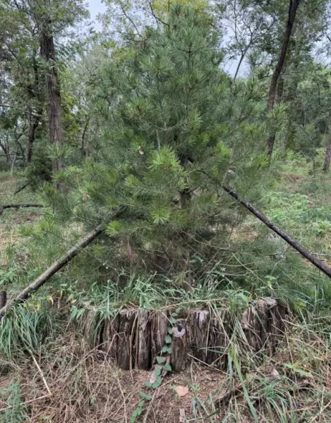 山乌桕是常绿还是落叶(5)