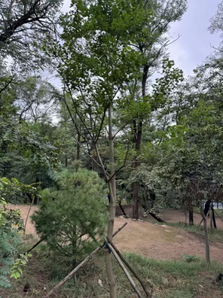 山乌桕是常绿还是落叶(7)