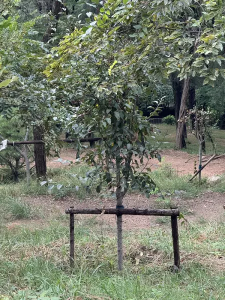 山乌桕是常绿还是落叶(8)