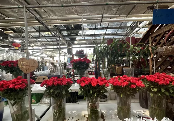 徐州花鸟市场现在在什么地方(2)