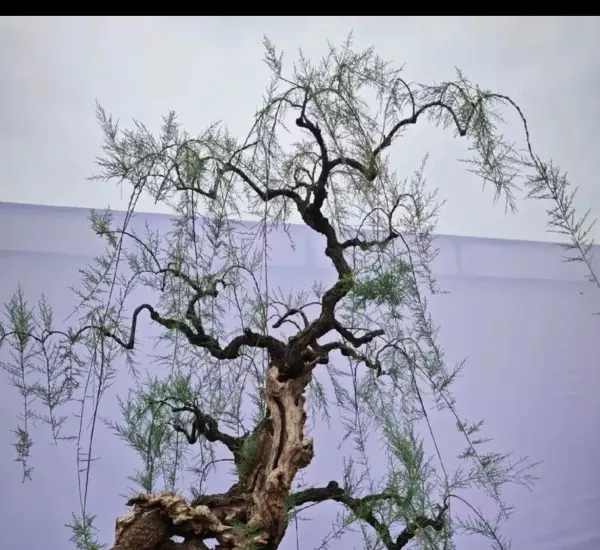 柽柳盆景最简单处理方法(10)