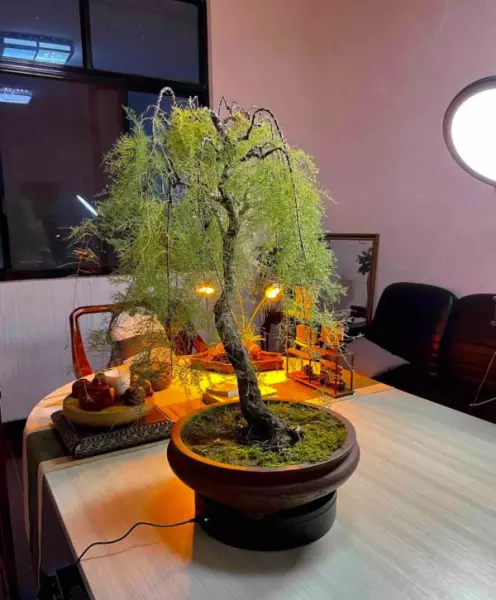 柽柳盆景最简单处理方法(11)