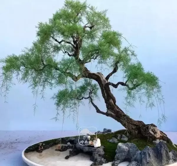 柽柳盆景最简单处理方法(3)
