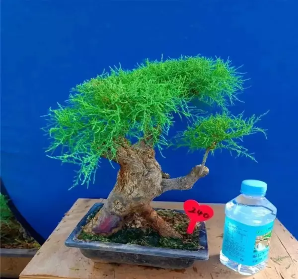 柽柳盆景最简单处理方法(4)