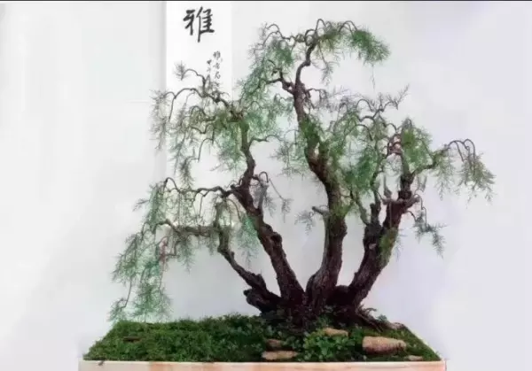 柽柳盆景最简单处理方法(5)