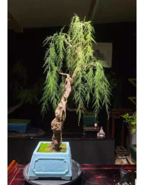 柽柳盆景最简单处理方法(6)