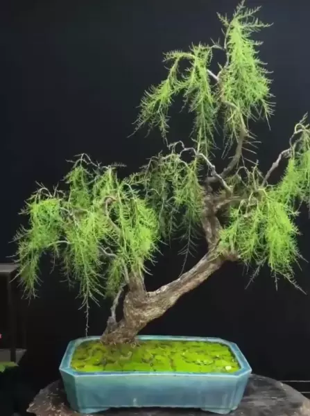 柽柳盆景最简单处理方法(7)