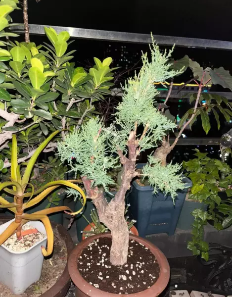 柽柳盆景最简单处理方法(8)