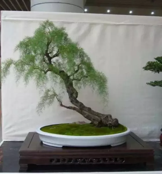柽柳盆景最简单处理方法(9)