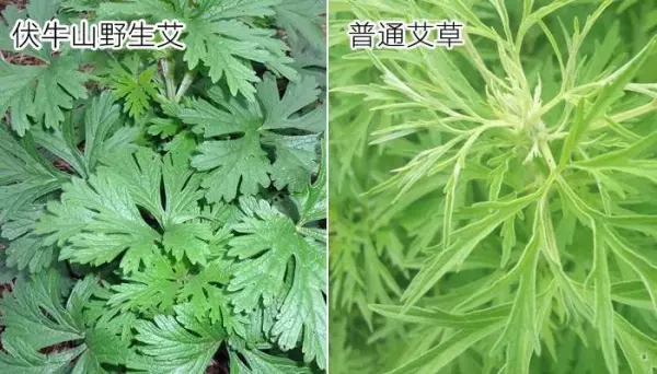 保健枕头里面装什么好(24)