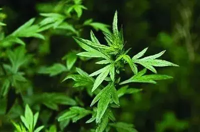 保健枕头里面装什么好(8)