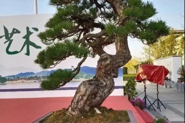 黄山松盆景耐寒最低温度.