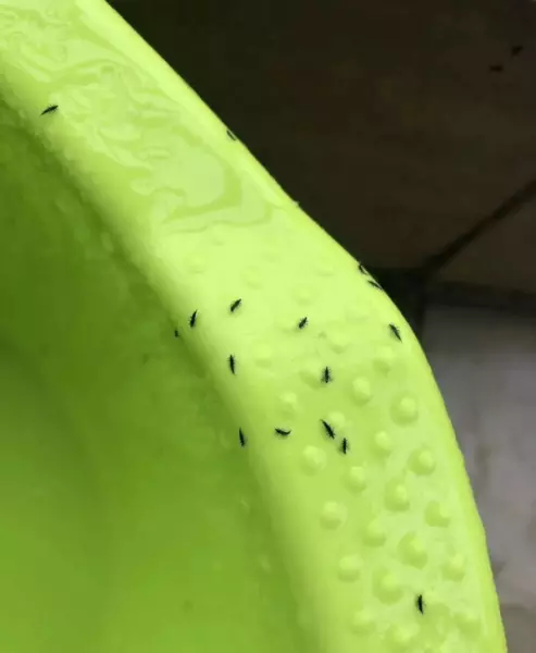 细小条状小黑虫是什么虫子(1)