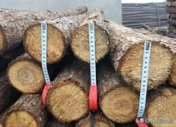 杉木价格贵吗(3)