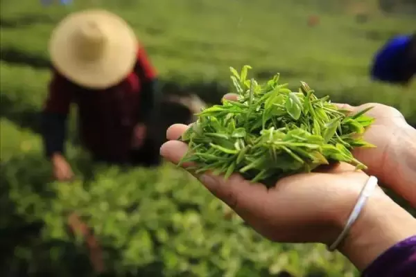 茶叶枕头的好处与危害有哪些(4)