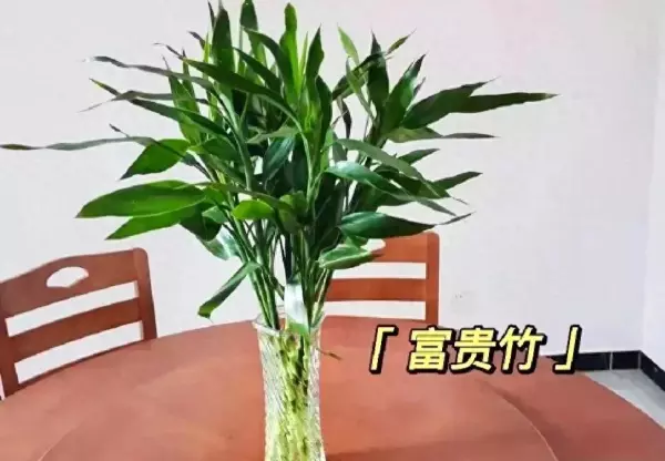 富贵竹怎么水养叶子黄了怎么办(1)