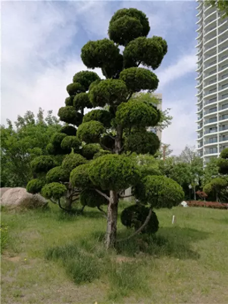 龙柏属于乔木还是灌木(1)
