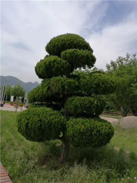 龙柏属于乔木还是灌木(2)