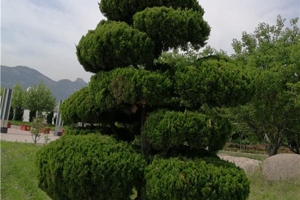 龙柏属于乔木还是灌木.
