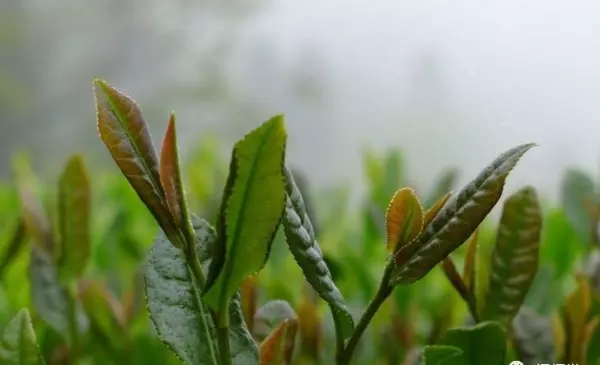 最高档的茶叶是什么牌子(26)