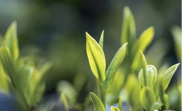 最高档的茶叶是什么牌子(28)