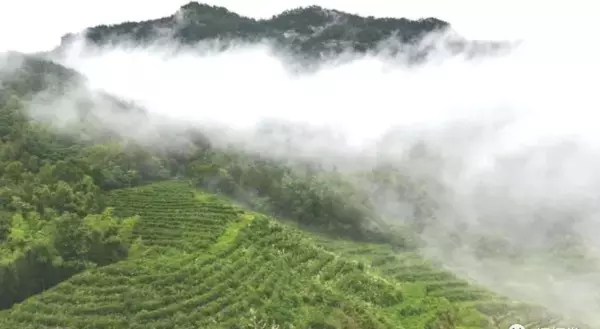 最高档的茶叶是什么牌子(33)