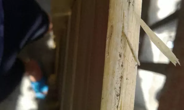 木板生虫子用什么杀虫药管用(1)