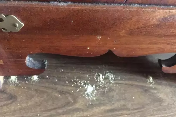木板生虫子用什么杀虫药管用(5)
