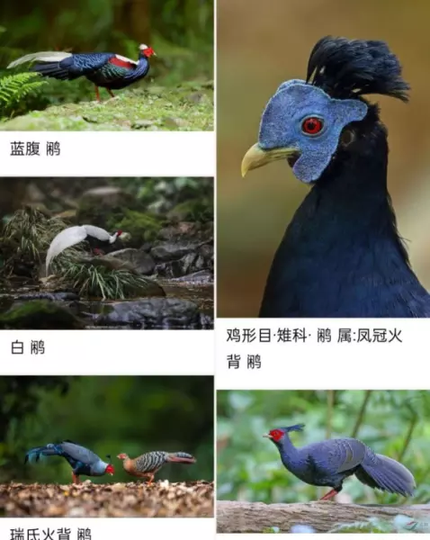 色人如负刀牵牛负的意思(5)