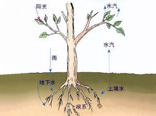 水生植物和陆生植物的区别(1)