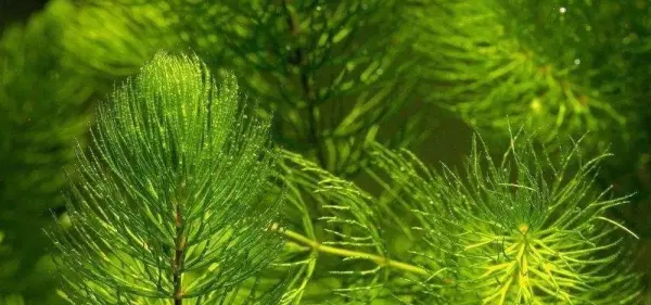 水生植物和陆生植物的区别(4)