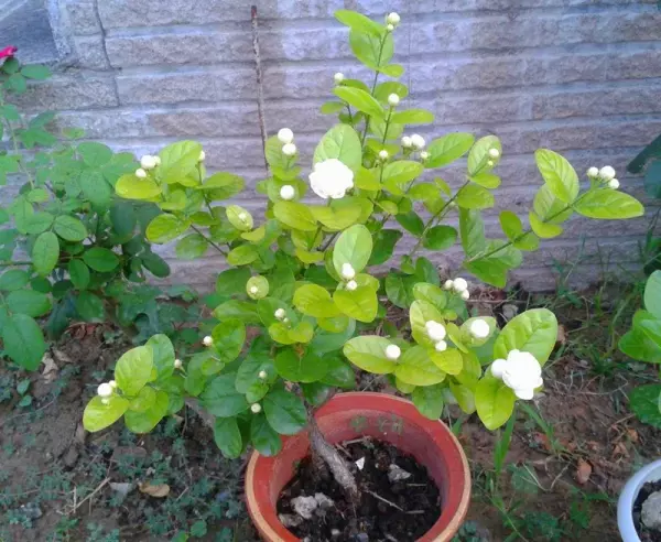 紫茉莉科植物有哪些品种(1)