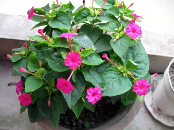 紫茉莉科植物有哪些品种(2)