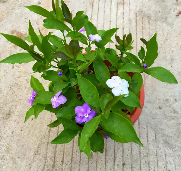 紫茉莉科植物有哪些品种(3)