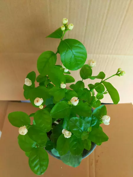 紫茉莉科植物有哪些品种(4)